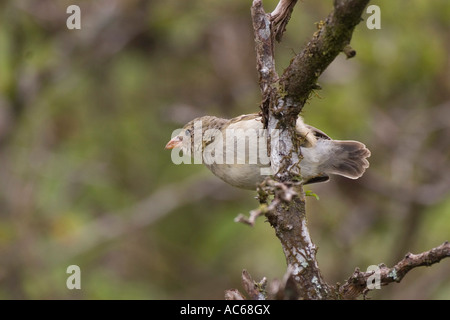 Un picchio Finch sull isola di Santa Cruz Galapagos Foto Stock