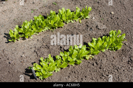 Due file di sallad che crescono nel giardino , Finlandia Foto Stock