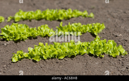 Primo piano di file di lattuga che crescono nel giardino , Finlandia Foto Stock