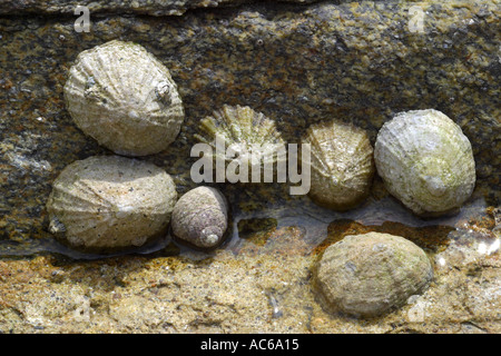 Comune di patelle Patella vulgata attaccata a rocce con la bassa marea. Francia Foto Stock
