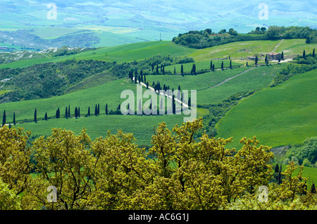 Cipro alberato nella regione Toscana di Italia Foto Stock