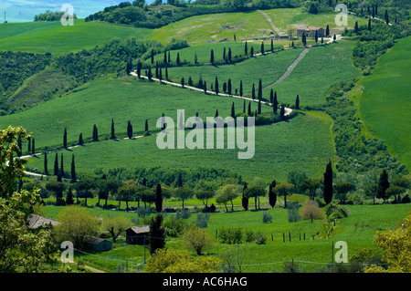 Cipro alberato nella regione Toscana di Italia Foto Stock