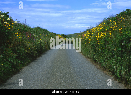 Fiori selvatici che crescono su banchi di strada di campagna Foto Stock