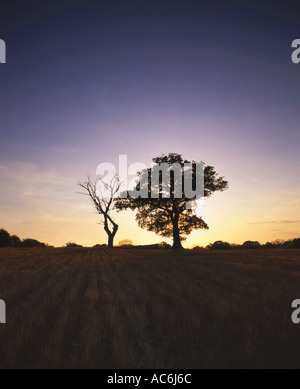 Albero di quercia e morto Quercia Quercus robur Foto Stock