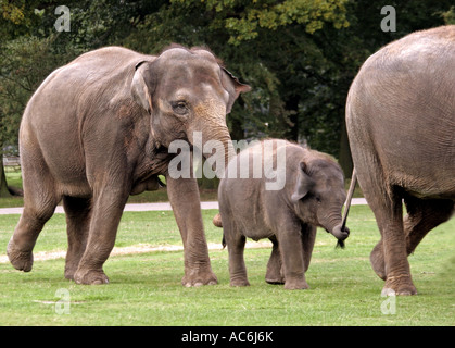 Gli elefanti selvatici passeggiate, Bedford shire,l'Inghilterra,UK Foto Stock