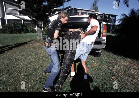 Alligatore con licenza catturatori in Florida alligatori si trovano in luoghi pubblici in tutto lo stato Foto Stock