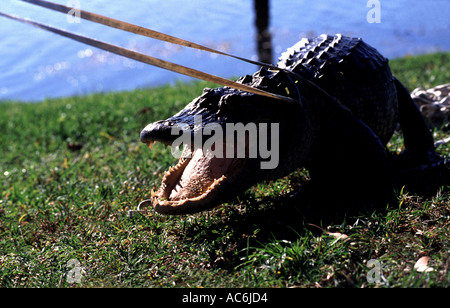 Alligatore con licenza catturatori in Florida alligatori si trovano in luoghi pubblici in tutto lo stato Foto Stock