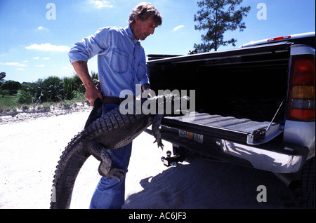 Alligatore con licenza catturatori in Florida alligatori si trovano in luoghi pubblici in tutto lo stato Foto Stock