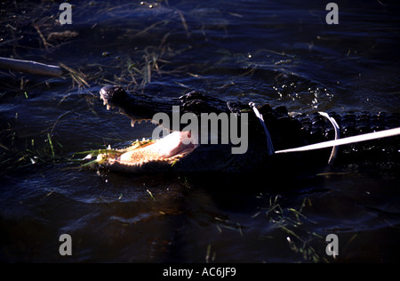 Alligatore con licenza catturatori in Florida alligatori si trovano in luoghi pubblici in tutto lo stato Foto Stock