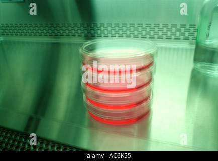 Piastre di Petri crescere un campione biologico all'interno di un cofano "' in un laboratorio Foto Stock