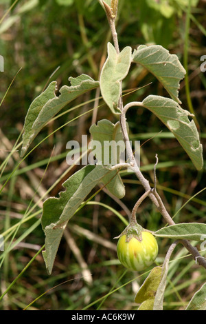 Sodoma Apple, Calotropis procera, al Parco Nazionale di Arusha, Tanzania Africa orientale Foto Stock