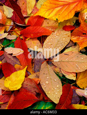 Seattle, WA: Massa dettaglio sul bagnato caduta foglie colorate Washington Park Arboretum Foto Stock