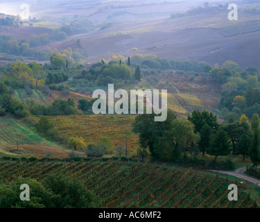 Toscana Italia nebbia di mattina sulla Val d Orcia vigneti al di sotto di Montepulciano Foto Stock