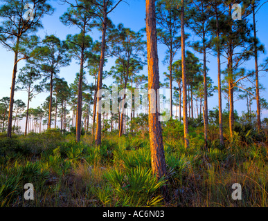 Parco nazionale delle Everglades FL Foresta amaca di slash pine Pinus elliottii e Saw palmetto Serenoa repens Foto Stock