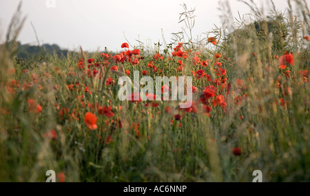 Papaveri in fiore nel campo,Essex, Inghilterra Foto Stock