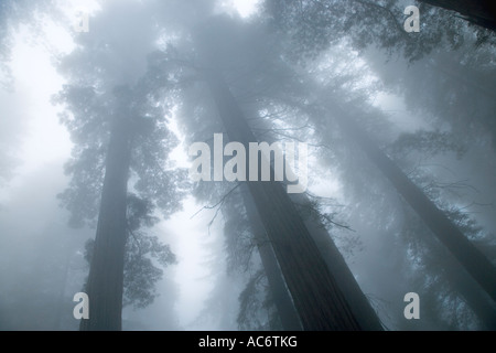 Alberi di sequoia stagliano contro un cielo di nebbia, Foto Stock