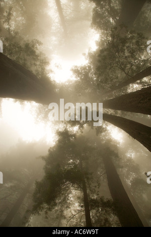 Alberi di sequoia nella nebbia, guardando verso l'alto, Foto Stock