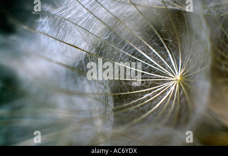 Capra s barba Jack o andare a letto a mezzogiorno abstract Foto Stock