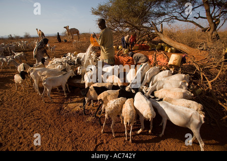 A NORD-EST DEL KENYA nomadi acqua le loro pecore capre e cammelli in corrispondenza di una situazione di emergenza punto di acqua che è stato appena riempito da una petroliera Foto Stock