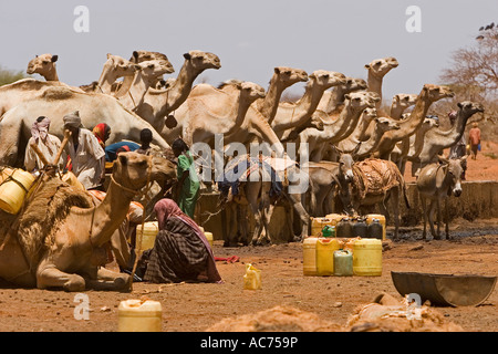 LAFRY A NORD-EST DEL KENYA 6 MARZO 2006 nomadi cammelli drink presso il punto di acqua Foto Stock