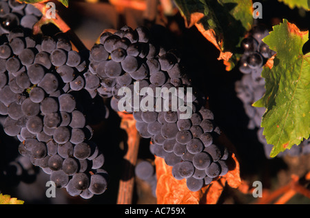 Mature pinot nero, Delatite Cantina, Victoria, Australia, orizzontale Foto Stock