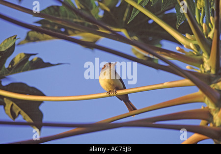 Triste flycatcher Myiarchus barbirostris un giamaicano specie endemiche Giamaica Foto Stock