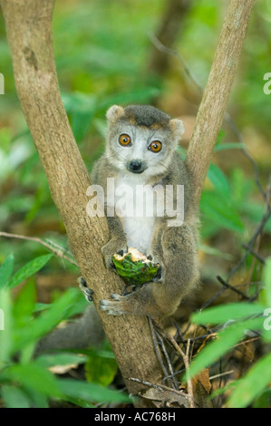 Lemure coronato (il Eulemur coronatus) alimentazione su frutti selvatici, Ankarana, il Parco nazionale del Madagascar settentrionale Foto Stock