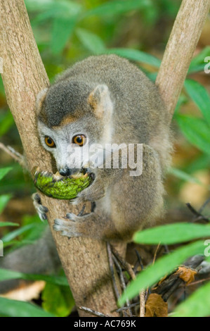 Lemure coronato (il Eulemur coronatus) femmina alimentazione su frutti selvatici, Ankarana, il Parco nazionale del Madagascar settentrionale Foto Stock