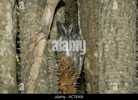 Madagascar Assiolo (Otus rutilus) sono ' appollaiati nel deserto spinoso Madagascar meridionale Foto Stock