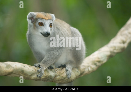 Lemure coronato (il Eulemur coronatus) femmina, Ankarana, il Parco nazionale del Madagascar settentrionale Foto Stock