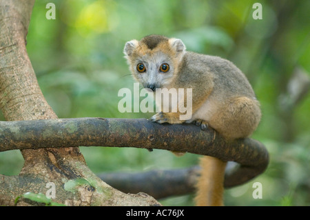 Lemure coronato (il Eulemur coronatus) Giovani Ankarana, il Parco nazionale del Madagascar settentrionale Foto Stock