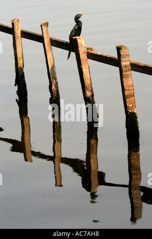 Cormorano in appoggio sul lungomare, recinzione ASHTAMUDI LAKE, QUILON DIST Foto Stock