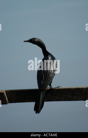 Cormorano in appoggio sul lungomare, recinzione ASHTAMUDI LAKE, QUILON DIST Foto Stock