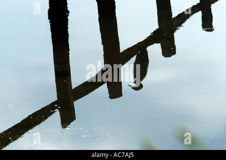 Cormorano in appoggio sul lungomare, recinzione ASHTAMUDI LAKE, QUILON DIST Foto Stock