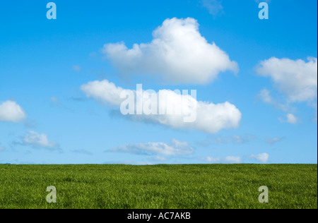 Cielo blu con piccole nuvole bianche su un campo verde Foto Stock