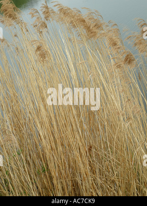 Reeds crescere sul bordo del lago Foto Stock