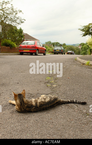 Animali domestici tabby Gatto sdraiato sulla strada urbana street master di tutti egli sondaggi Foto Stock