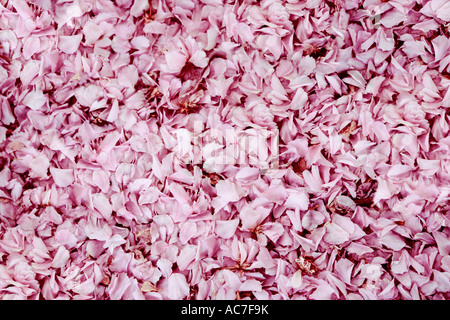 Ciliegia giapponese petali di fiore Foto Stock