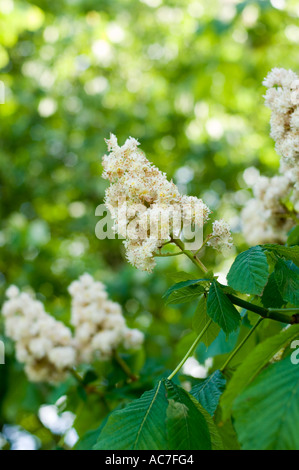 Ippocastano albero in fiore primavera Foto Stock