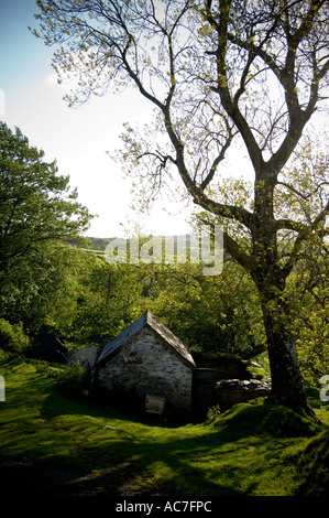 Piccolo cottage nei boschi vicino a Cribyn ceredigion mid Wales UK, primavera estate mattina Foto Stock