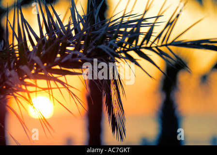 Palm tree stagliano contro il tramonto Foto Stock