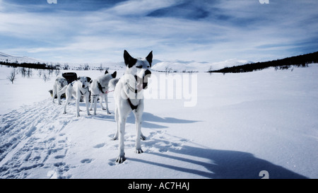 Team di appoggio huskies Foto Stock