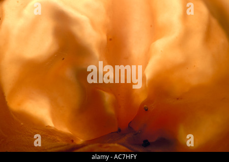 Jelly orecchio fungo Auricularia padiglione auricolare-judae shot dal di sotto, Wales, Regno Unito. Foto Stock