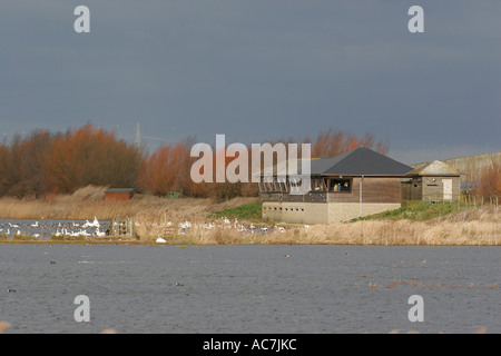 Welney nelle paludi e Wildfowl Trust riserva naturale Foto Stock