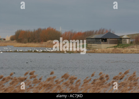 Welney nelle paludi e Wildfowl Trust riserva naturale Foto Stock