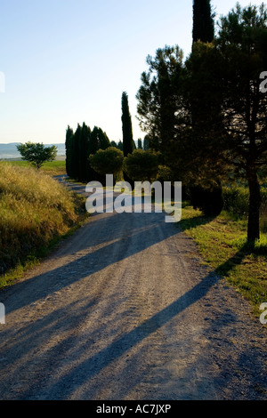 Filare di cipressi lungo una strada all'alba in Toscana Italia Foto Stock