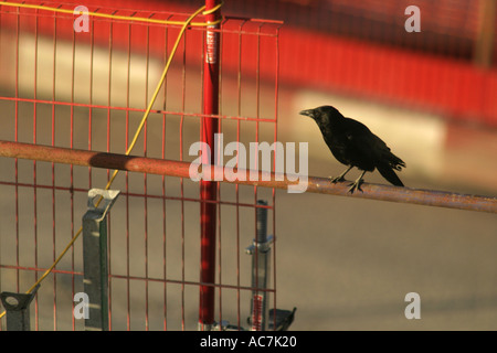 Carrion crow su un sito di costruzione Foto Stock