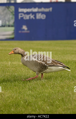 Oca Graylag su sviluppo edilizio Londra Foto Stock