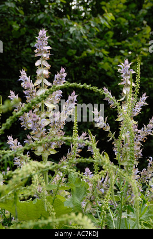 Salvia sclarea, salvia sclarea con saldatura Reseda luteola Foto Stock