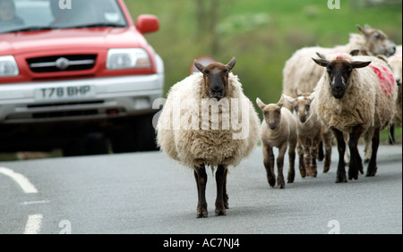 Le pecore e gli agnelli di blocco stradale comune Castlemorton vicino a Malvern Worcestershire Inghilterra Foto Stock